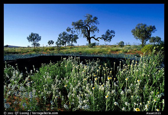 Wildflowers and trees. Northern Territories, Australia