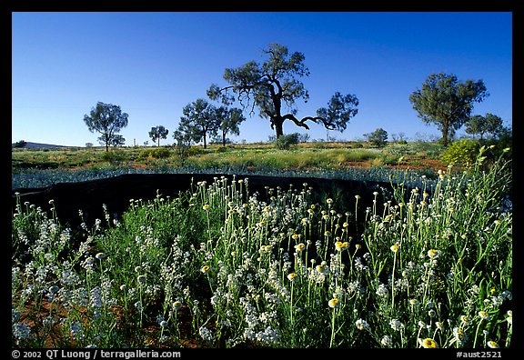 Wildflowers and trees. Northern Territories, Australia (color)