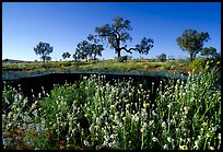 Wildflowers and trees. Northern Territories, Australia ( color)