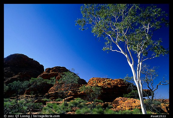 Gum tree in Kings Canyon, Watarrka National Park,. Northern Territories, Australia (color)