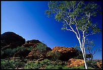 Gum tree in Kings Canyon, Watarrka National Park,. Northern Territories, Australia