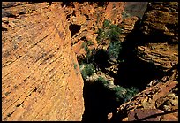 Kings Canyon walls,  Watarrka National Park. Northern Territories, Australia ( color)