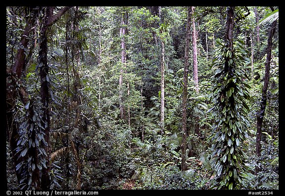 Rainforest, Cape Tribulation. Queensland, Australia (color)