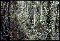 Rainforest, Cape Tribulation. Queensland, Australia