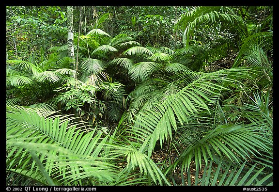 Ferns in Rainforest, Cape Tribulation. Queensland, Australia (color)