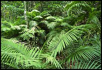 pictures of Wet Tropics of Queensland