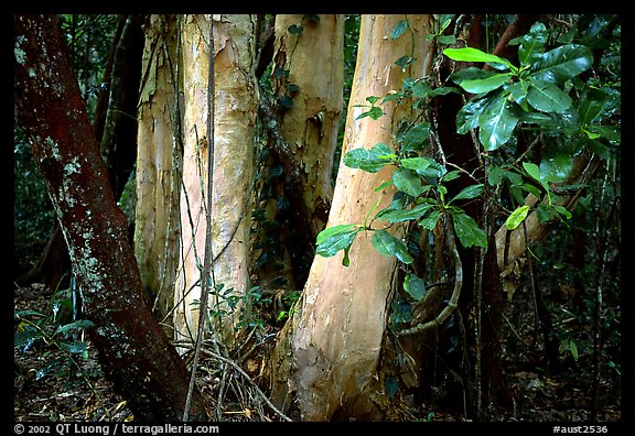 Trees in Rainforest, Cape Tribulation. Queensland, Australia (color)