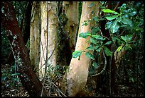 Trees in Rainforest, Cape Tribulation. Queensland, Australia (color)