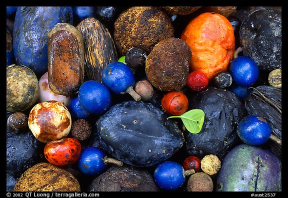 Rainforest fruits, Cape Tribulation. Queensland, Australia (color)