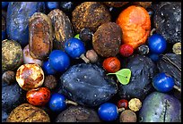 Rainforest fruits, Cape Tribulation. Queensland, Australia
