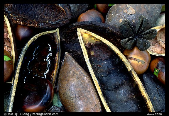 Rainforest beans, Cape Tribulation. Queensland, Australia (color)