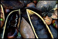 Rainforest beans, Cape Tribulation. Queensland, Australia (color)