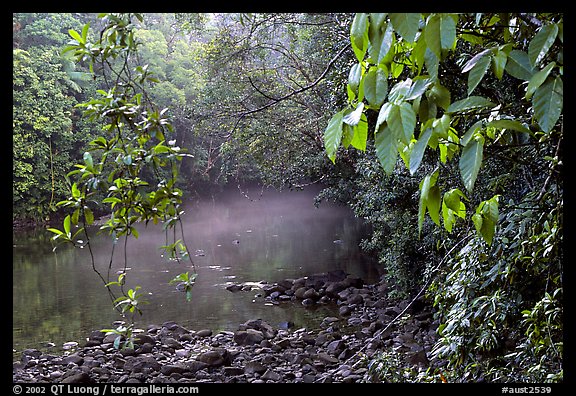 River with mist raising, Cape Tribulation. Queensland, Australia (color)