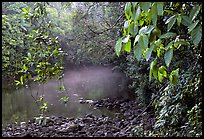 River with mist raising, Cape Tribulation. Queensland, Australia ( color)