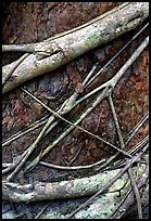 Strangler fig detail. Queensland, Australia