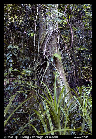 Tree with strangler fig. Queensland, Australia (color)