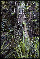 Tree with strangler fig. Queensland, Australia (color)