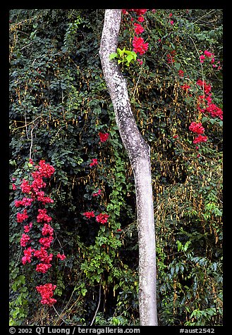 White tree and tropical flowers. Queensland, Australia