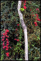 White tree and tropical flowers. Queensland, Australia (color)