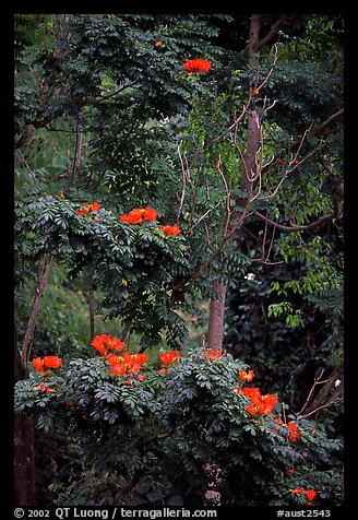 Tropical flowers. Queensland, Australia (color)
