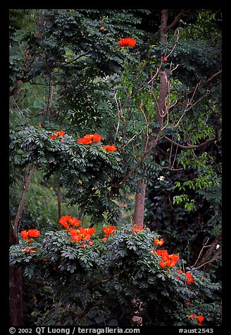 Tropical flowers. Queensland, Australia