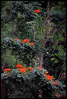 Tropical flowers. Queensland, Australia (color)