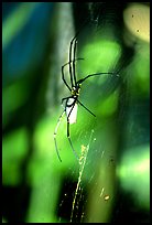 Giant spider (Golden Orb). Australia (color)