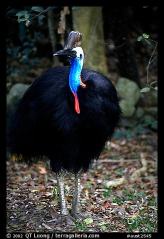 Cassowary rainforest bird. Australia