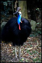 Cassowary rainforest bird. Australia