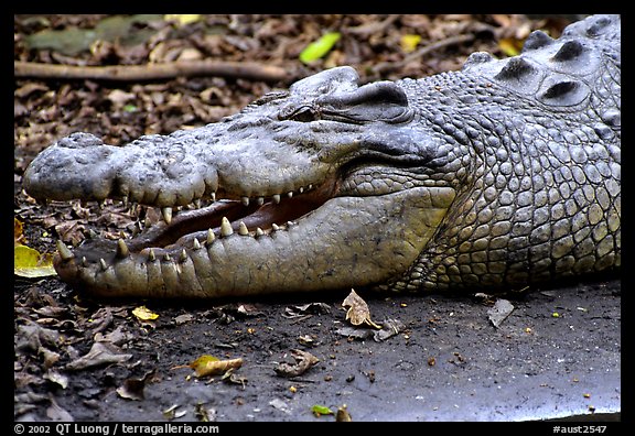 Crocodiles. Australia