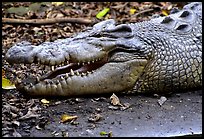 Crocodiles. Australia (color)