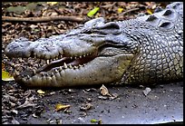 Crocodiles. Australia