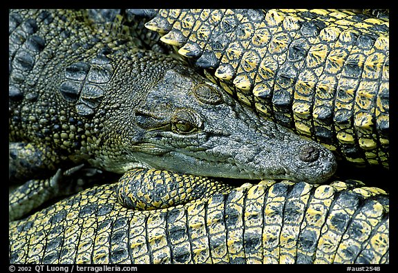 Crocodiles. Australia