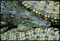 Crocodiles. Australia ( color)