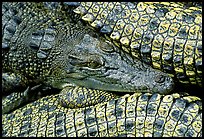 Crocodiles. Australia