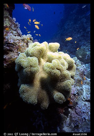 Underwater view of Coral and fish. The Great Barrier Reef, Queensland, Australia