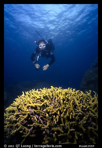 Scuba diver and coral. The Great Barrier Reef, Queensland, Australia