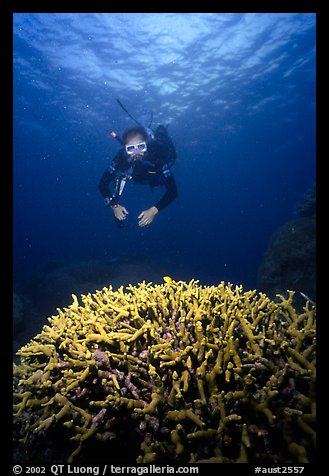 Scuba diver and coral. The Great Barrier Reef, Queensland, Australia (color)