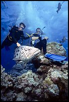 Scuba divers and huge potato cod fish. The Great Barrier Reef, Queensland, Australia (color)