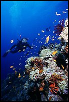 Scuba diver, coral, and fish. The Great Barrier Reef, Queensland, Australia ( color)