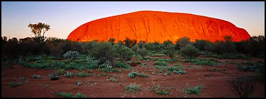 Ayers rock with sunrise glow. Uluru-Kata Tjuta National Park, Northern Territories, Australia (Panoramic color)