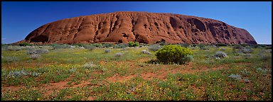 Ayers rock at noon. Uluru-Kata Tjuta National Park, Northern Territories, Australia (Panoramic color)