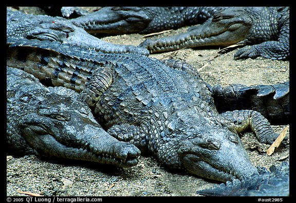Crocodiles. Australia (color)