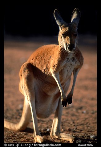 Female Kangaroo with joey  hidden in pocket. Australia (color)