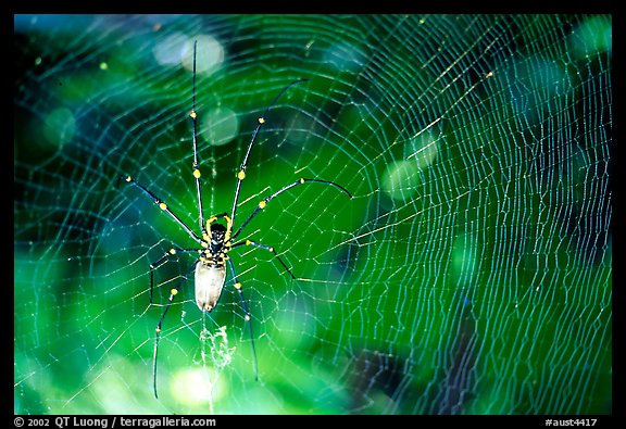 Golden Orb Spider and web. Australia (color)