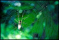 Golden Orb Spider and web. Australia (color)