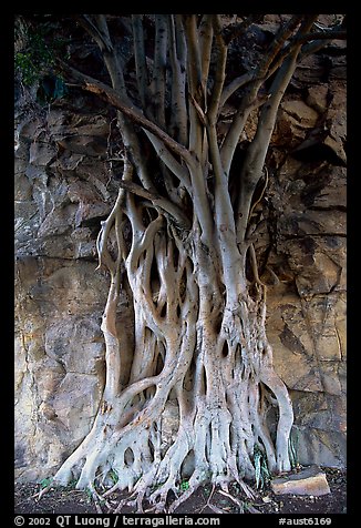 Banyan tree. Brisbane, Queensland, Australia