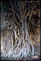 Banyan tree. Brisbane, Queensland, Australia