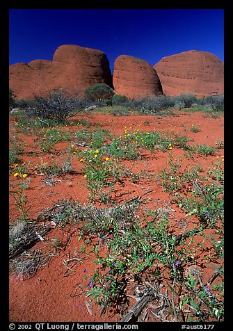 Olgas, mid-day. Olgas, Uluru-Kata Tjuta National Park, Northern Territories, Australia (color)