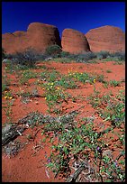 Olgas, mid-day. Olgas, Uluru-Kata Tjuta National Park, Northern Territories, Australia (color)